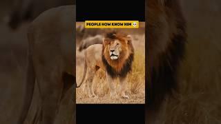 Scarface – The Real King of African Lions  | Legendary Lion of Masai Mara #shorts #scarface #lion