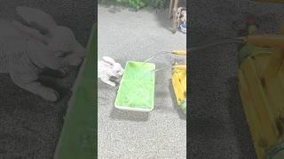 how to make mini water pump and  #shorts #shortsfeed