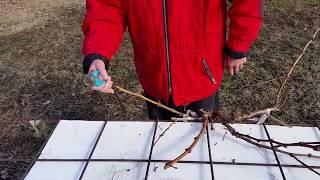 Резитба на млада Асма Лозарство Pruning a Vine