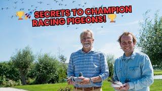 The Secrets to Raising Champion Racing Pigeons – Expert Breeding Tips!