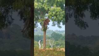 "Wild Leopard Parties with Deer in a Forest Fantasy!  | #Wild #Nature"