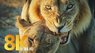 8K Wildlife of Kgalagadi Transfrontier Park, South Africa - Part #2