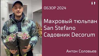 Махровый тюльпан San Stefano от Decorum. Антон Соловьев