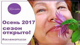  СЕЗОН ОСЕНЬ 2017 года Открыт! Nina Petrusha channel Clematis TV