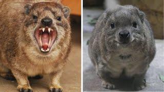 Hyrax : This Fluffy Creature Shares DNA With ELEPHANTS! 