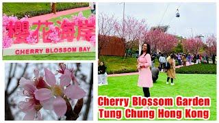 HK ATTRACTION: COMPLETE GUIDE TO CHERRY BLOSSOM BAY TUNG CHUNG HONG KONG | JOY WANDERS