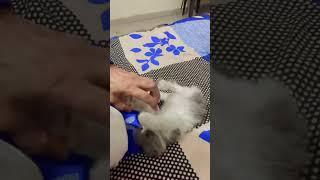 #cutebaby #cat #love #shorts #views #viralvideo#trending #youtubeshorts