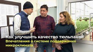 Как улучшить качество тюльпанов и забыть, что такое топпинг? 