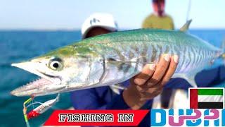 Amazing Big KingFish from OFFshore in Dubai - Abu Dhabi  Crazy fishing Big kingfish Cobia Queenfish