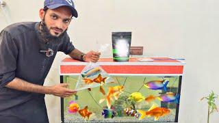 Ham Buhat Sari Colourful Chicks Ly Aiy | Pets Vlog | Ahma Daily Vlogs