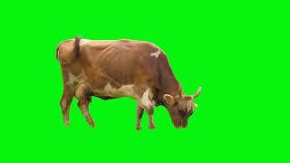 free video cow green screen eating grass #freegreenscreen #greenscreen  #greenscreennocopyright