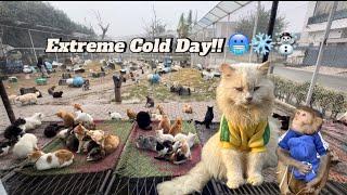 Cold Day at the Shelter with Simba, Mimi, Jaggu, Colt | The Crazy Cats Project