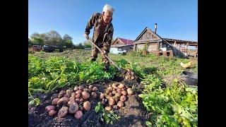 Гигантский урожай картошки! Не знаем куда девать картофель!