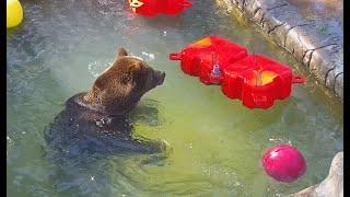 Медведь Мансур и разборки в бассейне  - Mansur Bear has a showdown in the pool 