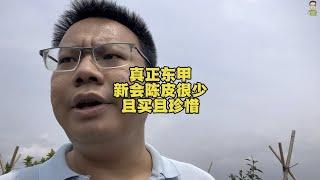 真正好喝东甲新会陈皮很少，我们且买且珍惜，说说我个人见解