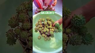 Beginner Succulent Plants: Easy Care Tips to Grow Thriving Succulents