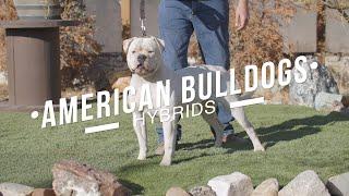 Unveiling the Amazing Evolution of the Hybrid American Bulldog