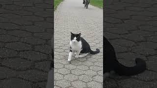 Very cute and funny friendly little cat  Niedliche freundliche Katze 