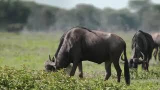 Cheetah- vs-Wildebeest-animal-wild