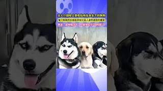 主人介紹哈士奇和拉布拉多生下的狗狗，每隻狗狗的長相各異卻又給人身懷絕技的感覺，網友：這種情況下，只能傳位於"四阿哥"了!#shorts#狗狗