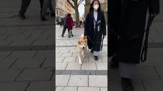 First time in the city with my puppy  | #dogs #akitainu