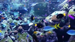 Quran for relaxing - Surah Al-Fatihah & Al-Baqarah - Aquarium Fish Tank -  Mishary Rashid Alafasy