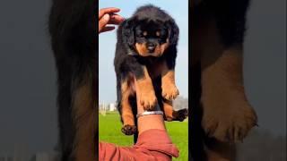 2 ROTTWEILER VS LEOPARD #dog #doberman #rottweiler #animals #amazingfacts #wildvspet #cheetahvsdog