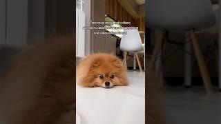  #шпиц #собаки #померанскийшпиц #немецкийшпиц #pomeranian #собака #питомцы #топ