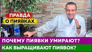 Новинка! Правда! Пиявки, как их выращивают?