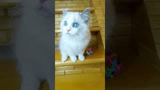 питомник PlushDollRu ragdoll #shorts #ragdoll #kitten #котики #регдолл #смешныекотики #рэгдолл #кот