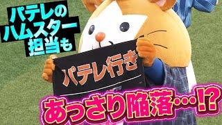 【圧倒的パテレ行き】ハムスター担当もあっさり陥落【あざとかわいい】