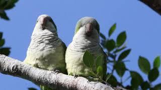 Wild Quaker Parakeet Soundtrack/Images