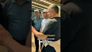 #арашанские_овцы качественное, жирное молоко / дает быструю энергию роста ягнят #овцеводство