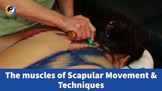 The Muscles of Scapular Movement & Techniques: Part 1