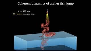 A fish out of water: the archer fish's rocket-like launch