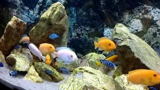 Malawi aquarium - 450 liters / No CO2, DIY filter, DIY light LED / epoka akwariowa