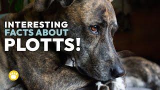 Interesting Facts about Plott Hounds