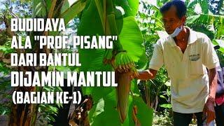 Budidaya Pisang "Alm. Profesor Pisang" (Bagian ke-1 Penanaman)