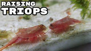 Raising Triops Cancriformis | How to Hatch Triops