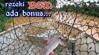 baung ekor merah rezeki saat akhir ada BONUS