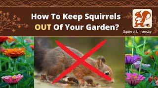 How To Keep Squirrels OUT Of Your Garden (10 WAYS)