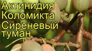 Актинидия коломикта Сиреневый туман. Краткий обзор, описание характеристик, где купить саженцы