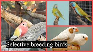 What is better Selective Breeding or Birds choice? The Bird Brains Pod cast Episode 56