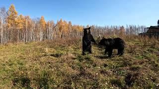 Медведи расстроили.