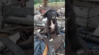 Found Puppies At Garbage Dump, Starved, Scared & Panicked  #rescue