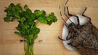 Cilantro didn't always taste like soap