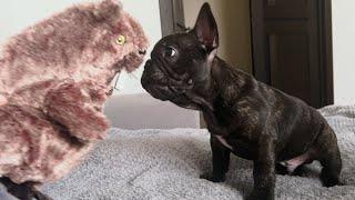 Well hello, Egor | French Bulldog Puppy