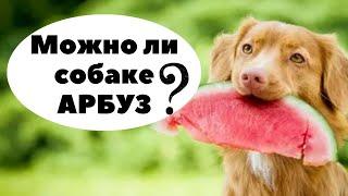 Арбуз. Можно ли давать собаке арбуз? Как и сколько можно давать собаке арбуза