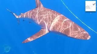 The Teacher Traveller Free Diving With Sharks