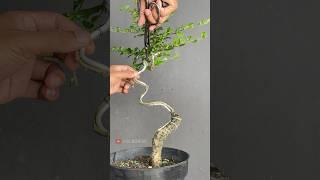 Creating the Initial Character of a Bonsai